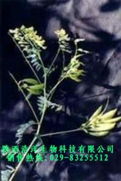 Astragalus Extract